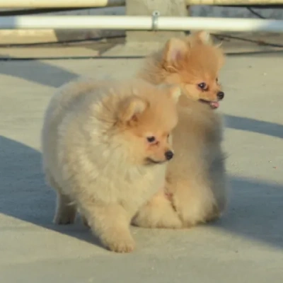 Toy Pom puppies for sale in Vijayawada