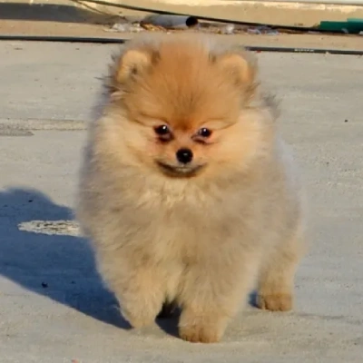 Toy Pom puppies for sale in Jodhpur