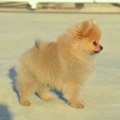 Toy Pom puppies for sale in Vijayawada