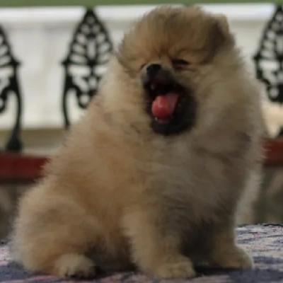 Toy Pom puppies for sale in Jodhpur