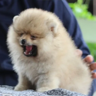 Toy Pom puppies for sale in Jodhpur