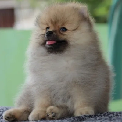 Toy Pom puppies for sale in Vijayawada