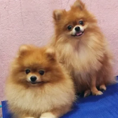 Toy Pom puppies for sale in Vijayawada