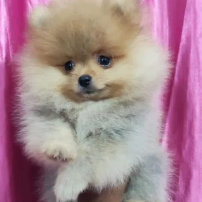 Toy Pom puppies for sale in Vijayawada