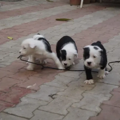 Water Sheep
 puppies for sale in Bikaner