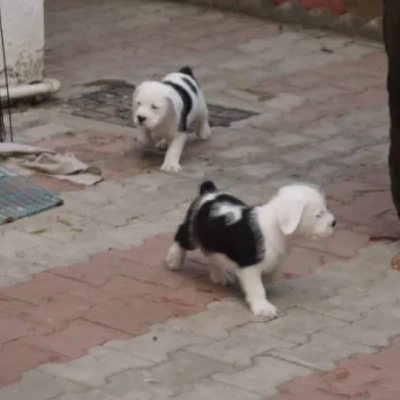 Water Sheep
 puppies for sale in Ajmer