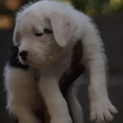 Water Sheep
 puppies for sale in Ajmer