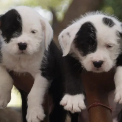 Water Sheep
 puppies for sale in Ajmer