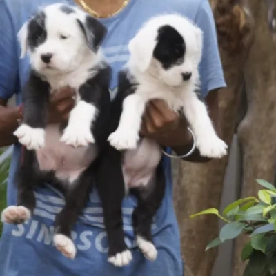 Water Sheep
 puppies for sale in Ajmer