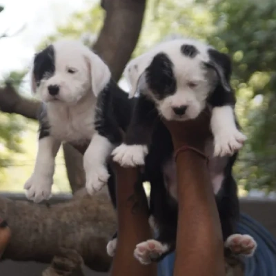 Water Sheep
 puppies for sale in Bikaner