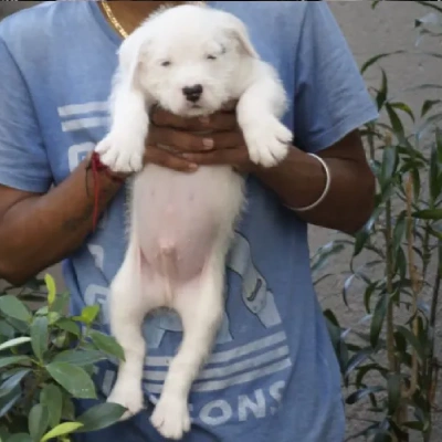 Water Sheep
 puppies for sale in Ajmer