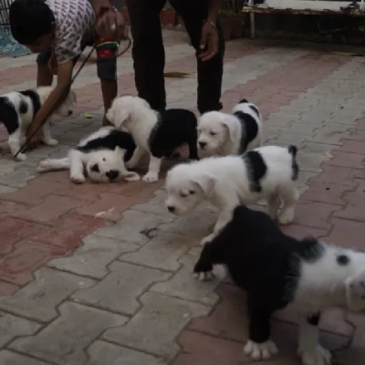 Water Sheep
 puppies for sale in Ajmer