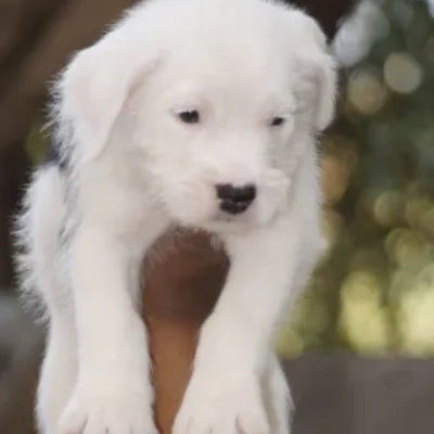 Water Sheep
 puppies for sale in Ajmer