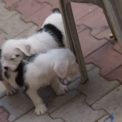 Water Sheep
 puppies for sale in Ajmer