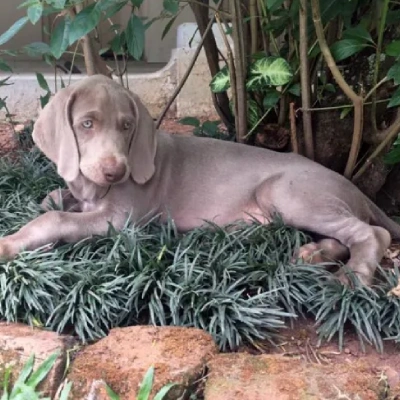 Weimaraner puppies for sale in Vijayawada