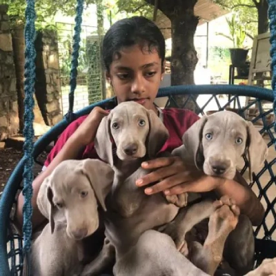 Weimaraner puppies for sale in Udaipur