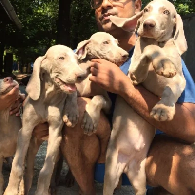 Weimaraner puppies for sale in Ajmer