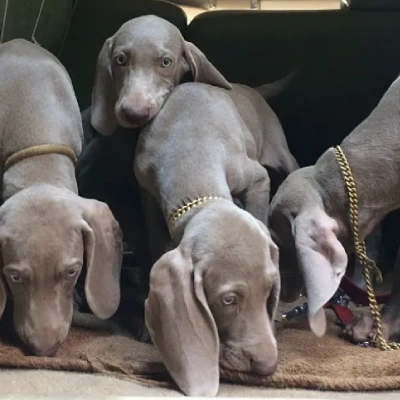 Weimaraner puppies for sale in Vijayawada