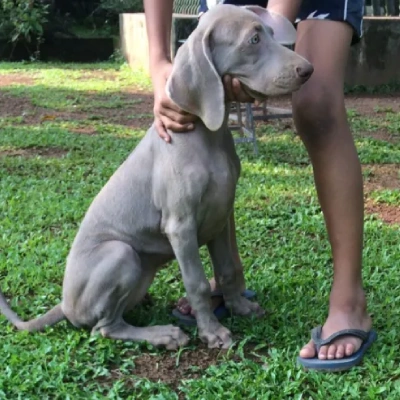 Weimaraner puppies for sale in Udaipur