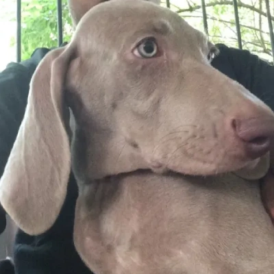 Weimaraner puppies for sale in Udaipur