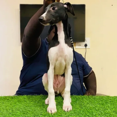 Whippet puppies for sale in Jodhpur