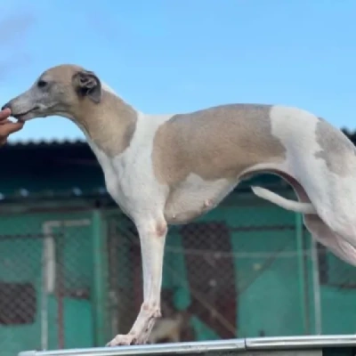 Whippet puppies for sale in Vijayawada