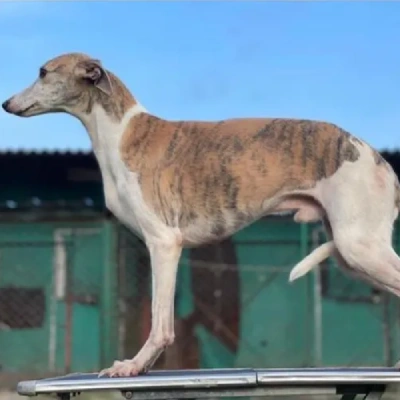 Whippet puppies for sale in Bikaner