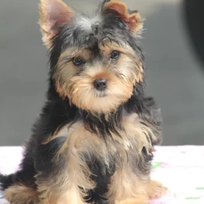 Yorkshire Terrier puppies for sale in Bikaner