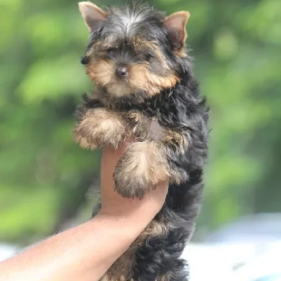 Yorkshire Terrier puppies for sale in Vijayawada