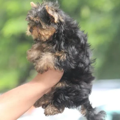 Yorkshire Terrier puppies for sale in Bikaner