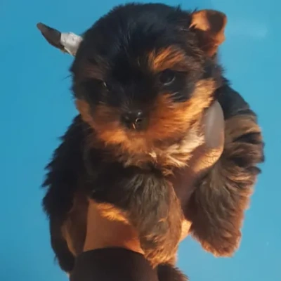 Yorkshire Terrier puppies for sale in Bikaner