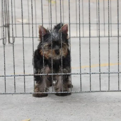 Yorkshire Terrier puppies for sale in Bikaner