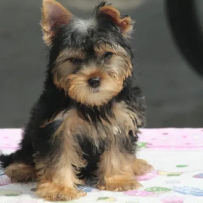 Yorkshire Terrier puppies for sale in Vijayawada