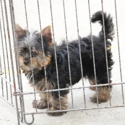 Yorkshire Terrier puppies for sale in Bikaner