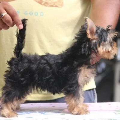 Yorkshire Terrier puppies for sale in Jodhpur