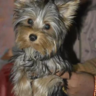 Yorkshire Terrier puppies for sale in Vijayawada