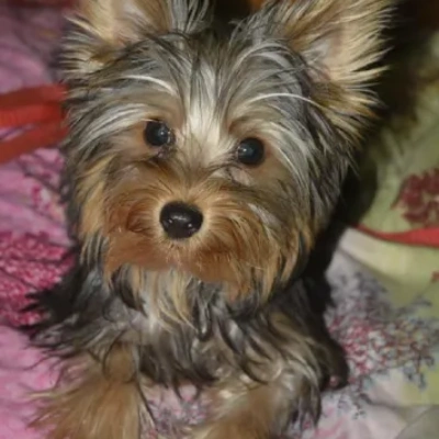 Yorkshire Terrier puppies for sale in Vijayawada