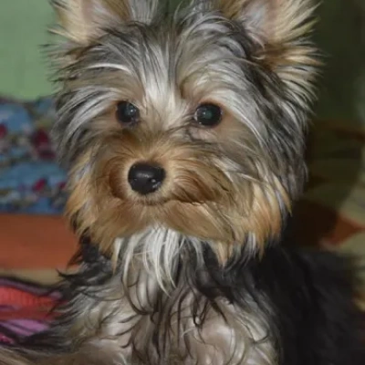 Yorkshire Terrier puppies for sale in Jodhpur