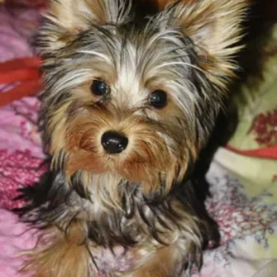 Yorkshire Terrier puppies for sale in Jodhpur