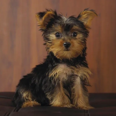 Yorkshire Terrier puppies for sale in Jodhpur