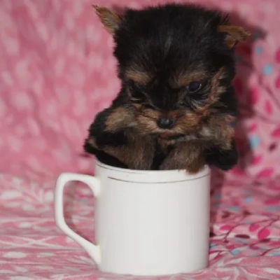 Yorkshire Terrier puppies for sale in Bikaner