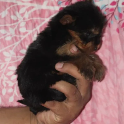 Yorkshire Terrier puppies for sale in Jodhpur