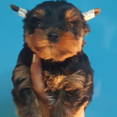 Yorkshire Terrier puppies for sale in Vijayawada