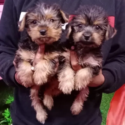 Yorkshire Terrier puppies for sale in Jodhpur