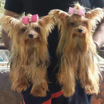 Yorkshire Terrier puppies for sale in Jodhpur