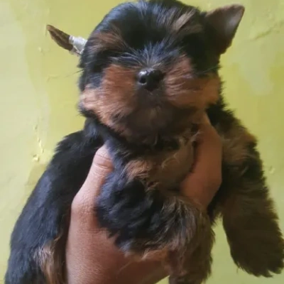 Yorkshire Terrier puppies for sale in Jodhpur