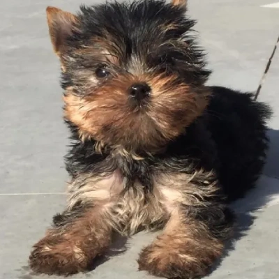 Yorkshire Terrier puppies for sale in Vijayawada