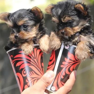 Yorkshire Terrier puppies for sale in Jodhpur