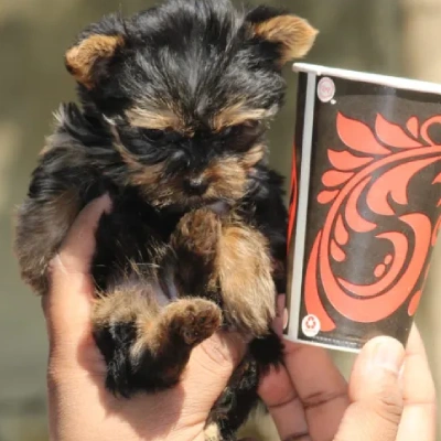 Yorkshire Terrier puppies for sale in Bikaner