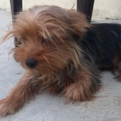 Yorkshire Terrier puppies for sale in Vijayawada